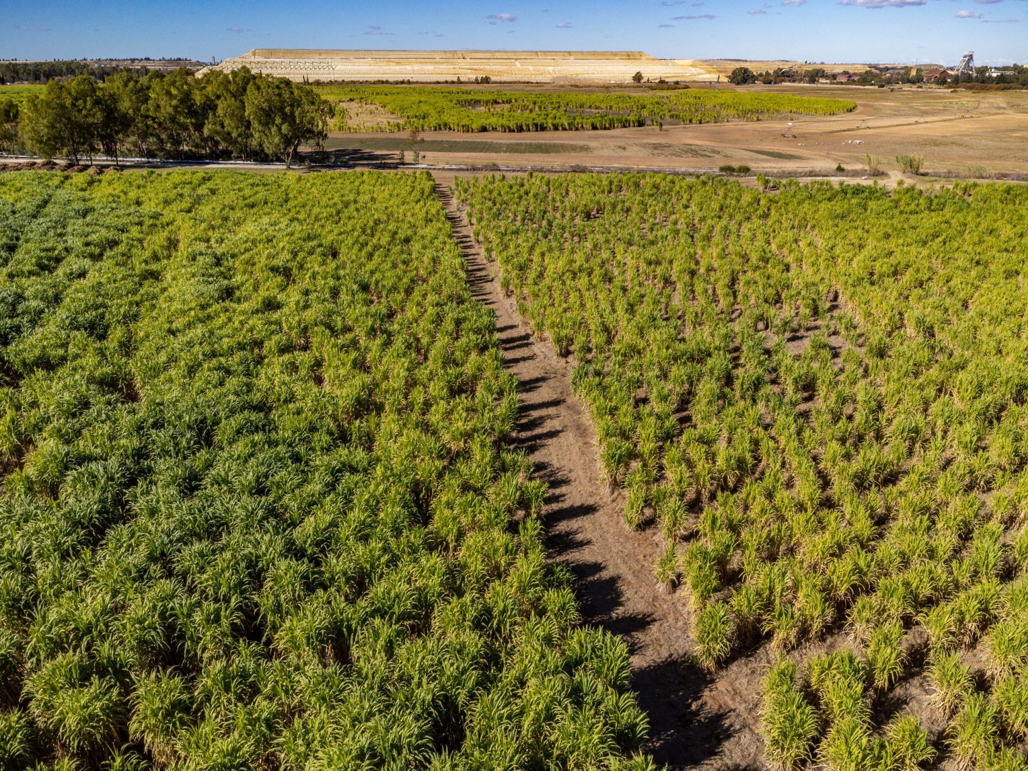 Rerouting the Nooitgedacht TSF pipeline to protect biodiversity